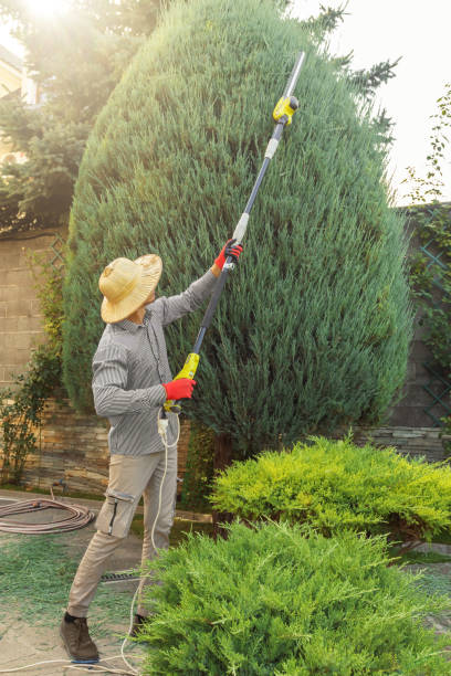 Best Tree Pruning Services  in Del Rio, CA